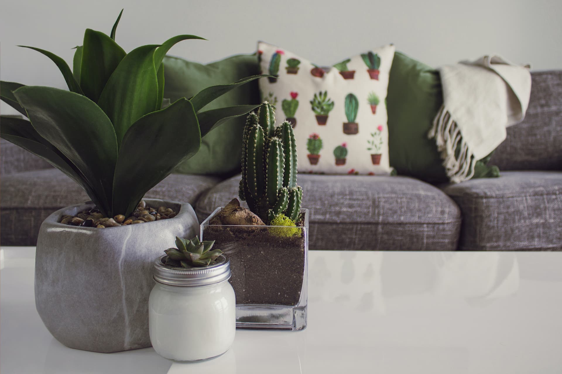 Mesa de salón decorada con un cactus y otras plantas